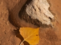 cottonwood-leaf-in-dominguez-creek-cadbcff1ddc7766b8e19399ec0be0b60bee8996c