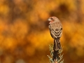 finch-and-aspens-1-1f7e506aa01afddb90c75cc25aef2e7e6ecc6840