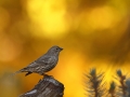 finch-and-aspens-2-823d32ff991ae8c2097b639cbb9c06f3f86f1a1f