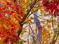 springdale-tree-argb-h-1200_0