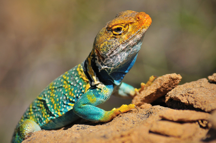 Colorful Collared Lizard
